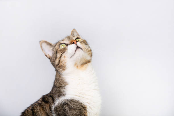 gato sentado e olhando para cima isolado no fundo branco. - kitten domestic cat isolated tabby - fotografias e filmes do acervo