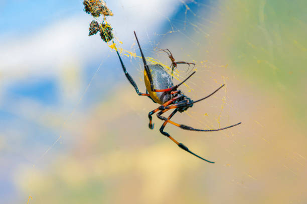 istock Nephila inaurata - Reunion Island 1368340731