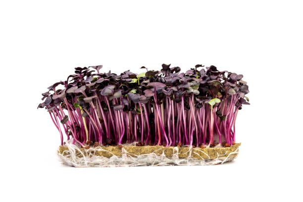 istock Fresh purple radish sprouts isolated on white. Microgreens. 1368341512
