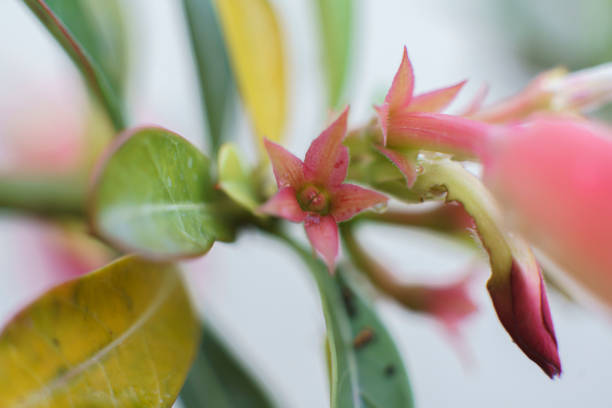 Close up of Desert Roses