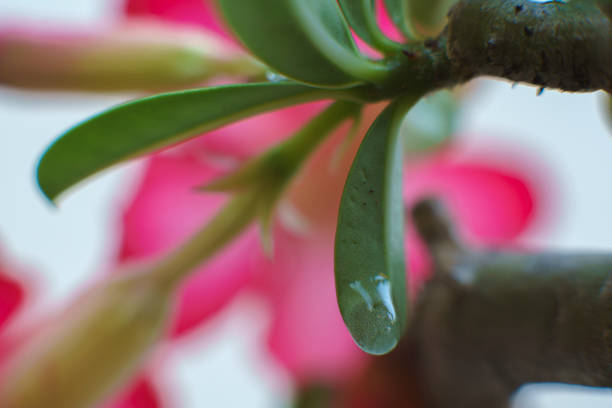 Close up of Desert Roses