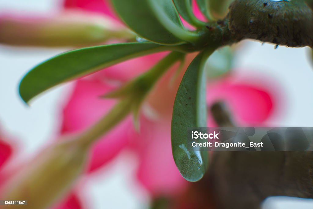 Close up of Desert Roses Adenium Stock Photo
