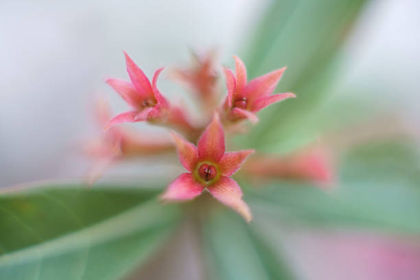 Close up of Desert Roses