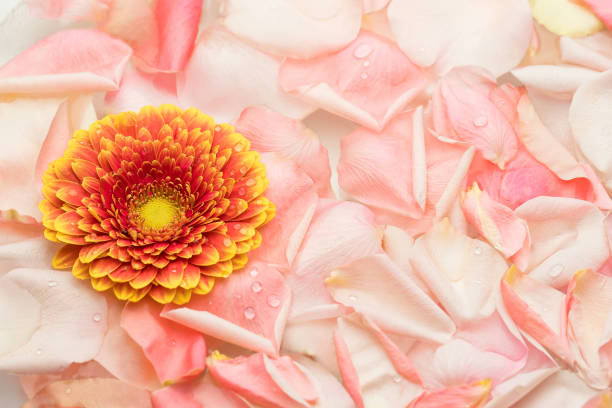 istock Gerbera on the petals of a pink rose. 1368345288