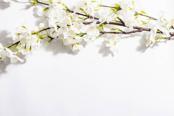 istock Blossoming cherry twig isolated on white background. Amazing spring blossom, Easter concept 1368346755