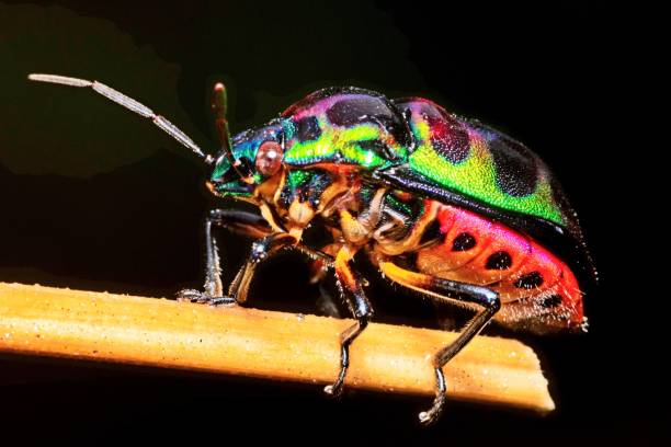 istock Green Glitter Beetle on stick - black background. 1368348273