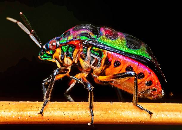 istock Green Glitter Beetle on stick - black background. 1368348289