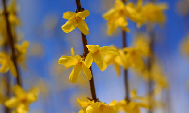 istock the wonderful colors of Spring 1368349102