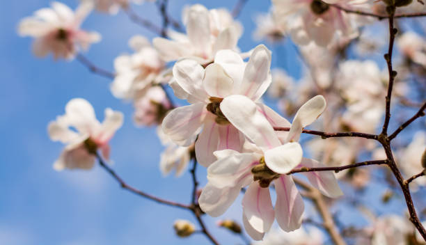 the spectacular flowering of Spring