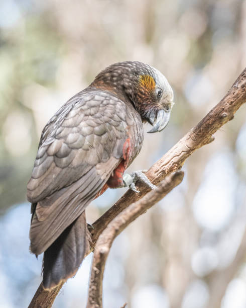 istock New Zealand Kaka bird endangered species 1368349232