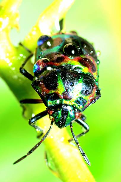 istock Glitter Beetle climbing green branch - animal behavior. 1368349902