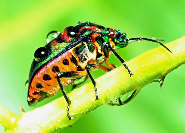 istock Glitter Beetle climbing green branch - animal behavior. 1368349903