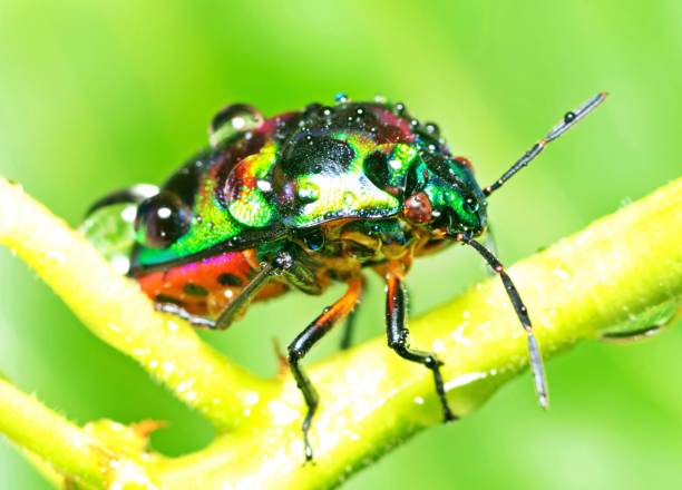 istock Glitter Beetle climbing green branch - animal behavior. 1368349905