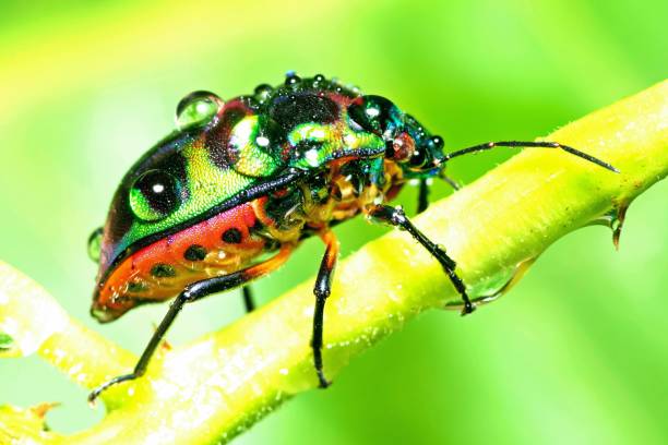 istock Glitter Beetle climbing green branch - animal behavior. 1368349906