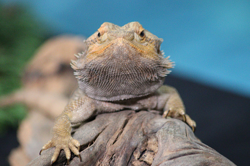 Bearded dragon on branch