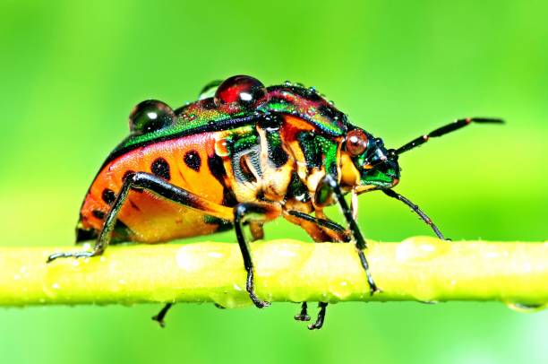 istock Glitter Beetle climbing green branch - animal behavior. 1368349926