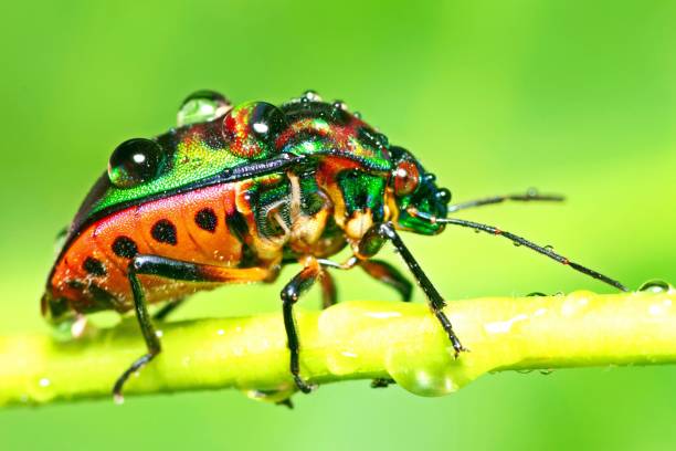 istock Glitter Beetle climbing green branch - animal behavior. 1368349927