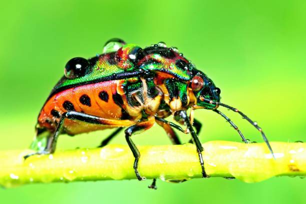 istock Glitter Beetle climbing green branch - animal behavior. 1368349938