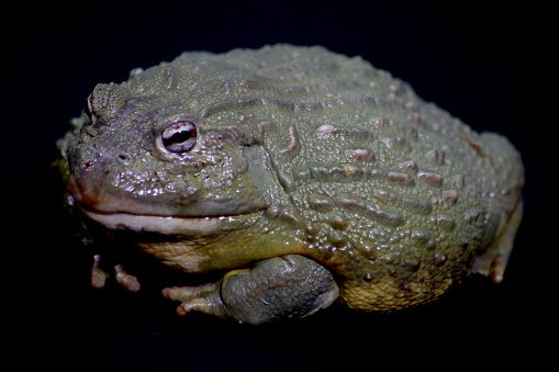 Bull frog in close up on black background