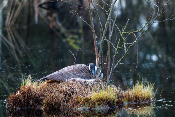 istock Canada goose crouched in the nest 1368349982