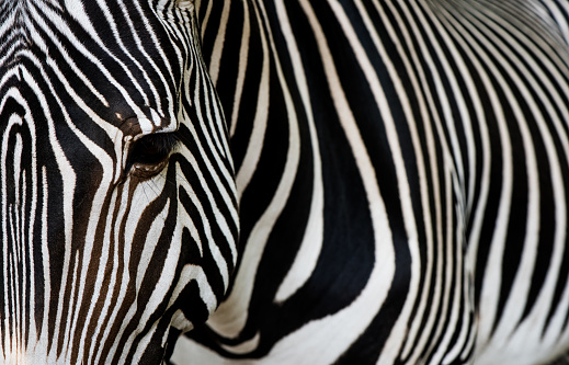 Close-up Portrait and Texture of Zebra.