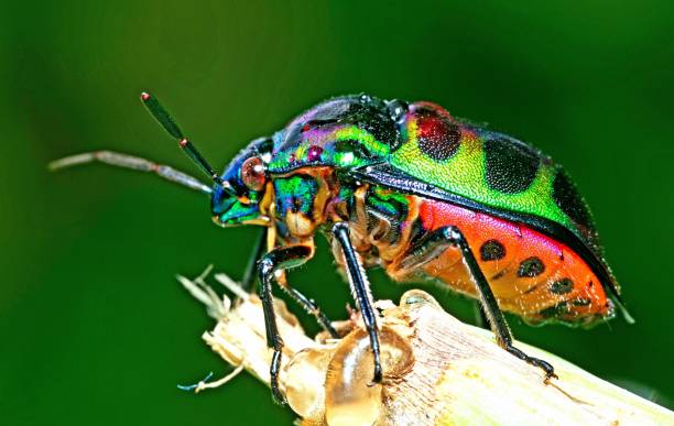 istock Glitter Beetle with Raindrops climbing branch - animal behavior. 1368350453