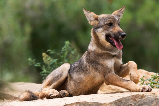 istock Grey Wolves of Europe 1368350983