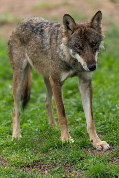 istock Grey Wolves of Europe 1368350984