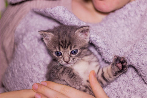 istock a cute one month aged kitty in hand 1368351008