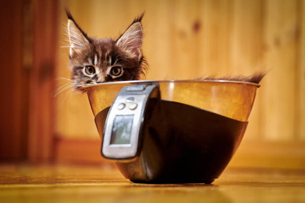 istock Cute Maine Coon kitten with tassels on ears. Kitten is weighed on kitchen scale 1368351485