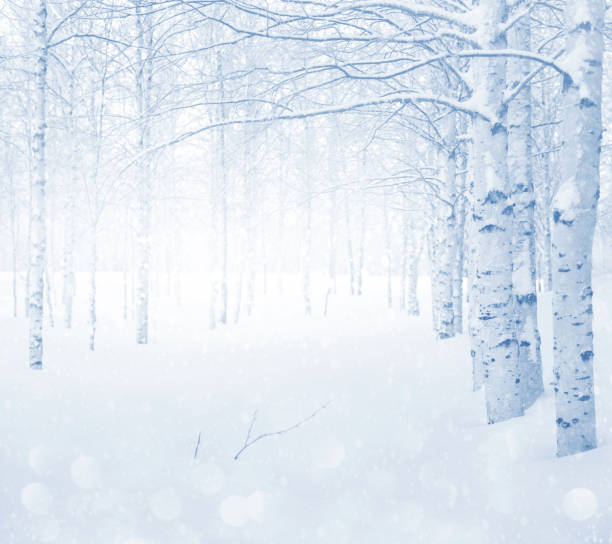 istock Winter landscape. Snow-covered birch grove. 1368352400