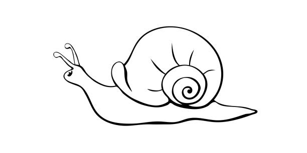векторный контур милой улитки в стиле эскиза, каракуль со спиральной оболочкой, вид сбоку, изолированный черный контур на белом. дизайн нат� - vector animal snail slug stock illustrations