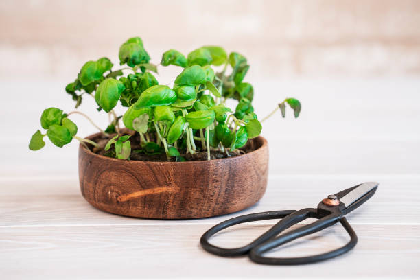 istock Close-up basil seed sprouts in a wooden container with scissors on light wooden table 1368352500