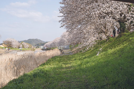 Kurume City, Fukuoka Prefecture, Kyushu, Japan, spring cherry blossom viewing spot.