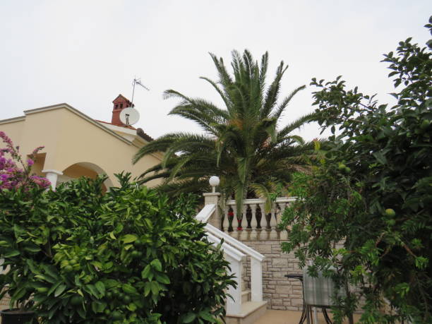 Residential house with palm tree in Croatia