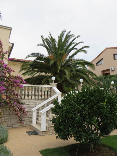 istock Residential house with palm tree in Croatia 1368355343