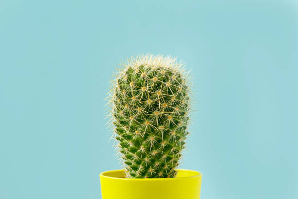 cactus verde in vaso giallo su blu - cactus foto e immagini stock