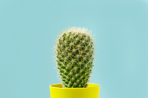 Green cactus in yellow pot on blue