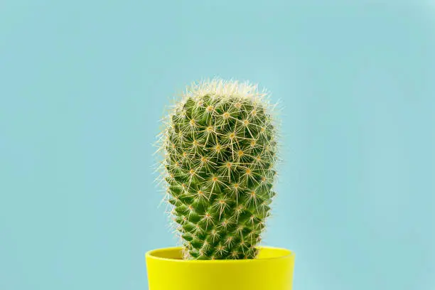 Funny green cactus in yellow pot on light blue background.
