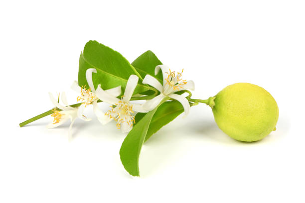 Fresh lemon flover isolated on white background. High resolution photo. Full depth of field.