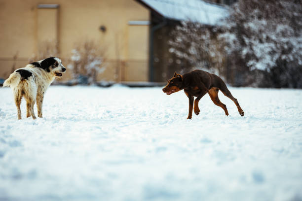 Two beauty friendly dogs are running together over snow.