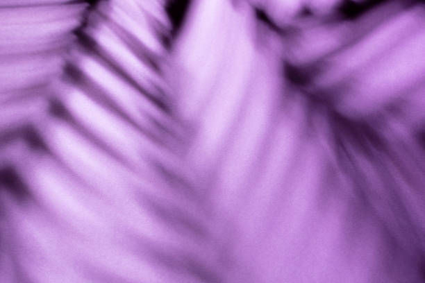 istock Palm leaves and shadows on a color wall background. 1368359168