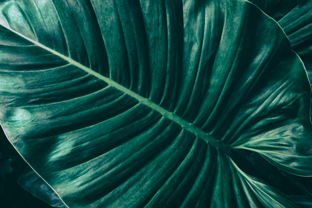 istock tropical foliage, dark green nature background 1368359411