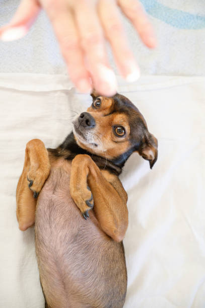 istock Woman hand playing with the dog. 1368360334