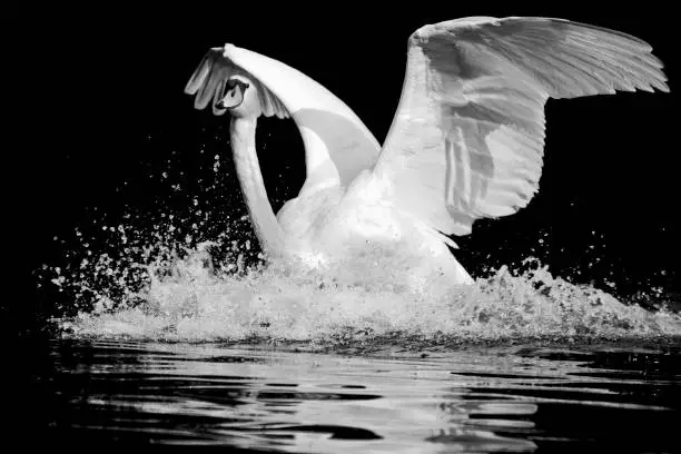 Beautiful and majestic swan comes in for a landing on a clear and serene lake. The dark contrast and bright white if the swan and the detailed droplets of water really give the feeling of action and movement.