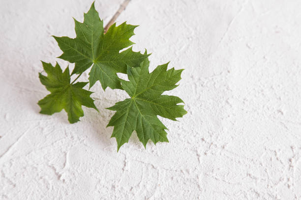 istock Green Sustainable Building. Fresh Green Maple Leaf on Stone Plaster, Plaque Plaster or Concrete. Environmentally friendly and safe building materials 1368362527