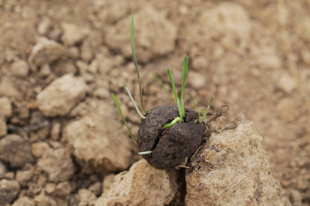 istock Plants sprouting from seedball. Seed Bombs on dry soil. Guerrilla gardening concept. 1368362625