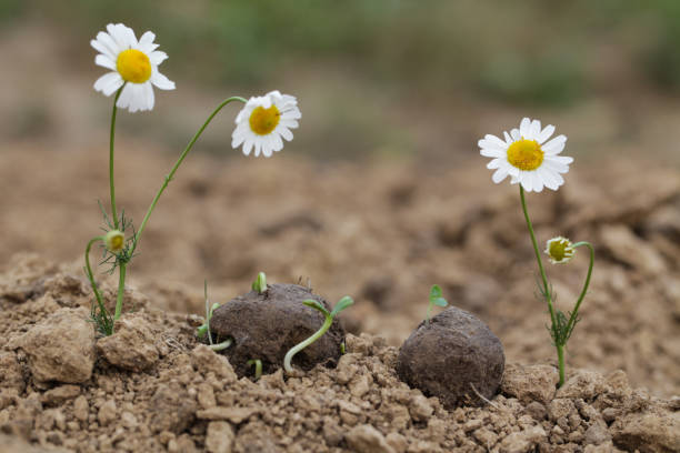 jardinage de guérilla. les bombes à graines fleurissent. fleur sauvage de camomille plantes poussant à partir de boule de graines. bombes à graines sur sol sec - chamomile chamomile plant flower herb photos et images de collection