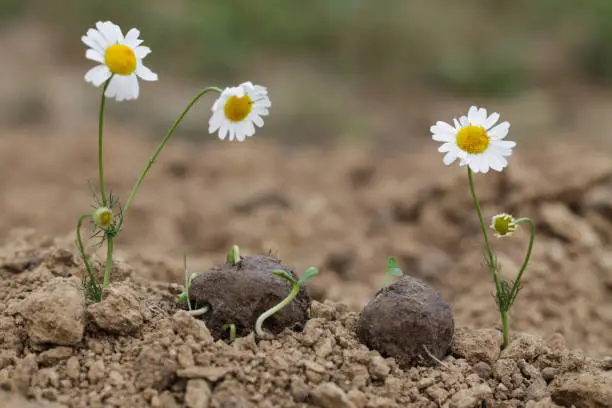 Guerrilla gardening. Seed bombs flower. Chamomile wild flower Plants sprouting from seed ball. Seed bombs on dry soil