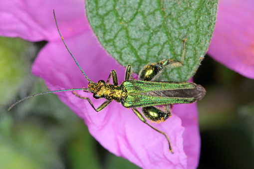 Oedemera nobilis, also known as the false oil beetle, thick-legged flower beetle or swollen-thighed beetle, family Oedemeridae, a common species in Western Europe, the south of England.